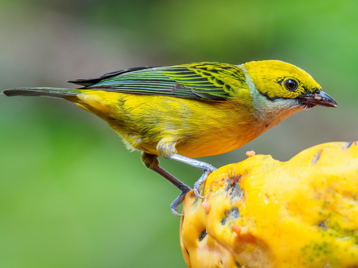 Silver-throated Tanager - ML618686245