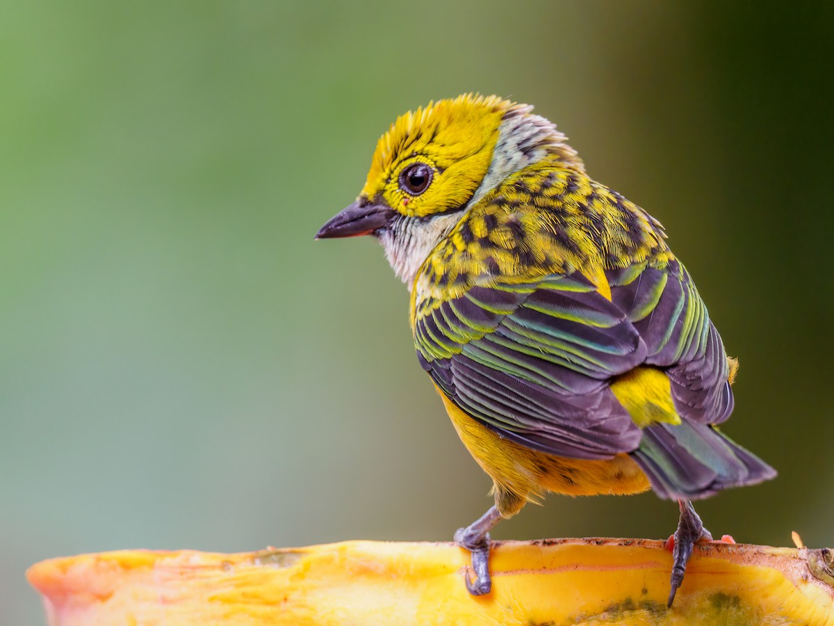 Silver-throated Tanager - ML618686246