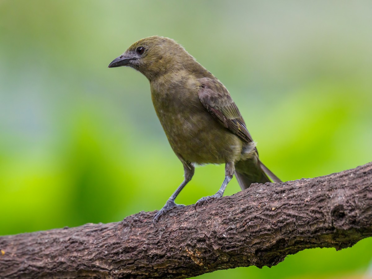 Palm Tanager - ML618686255