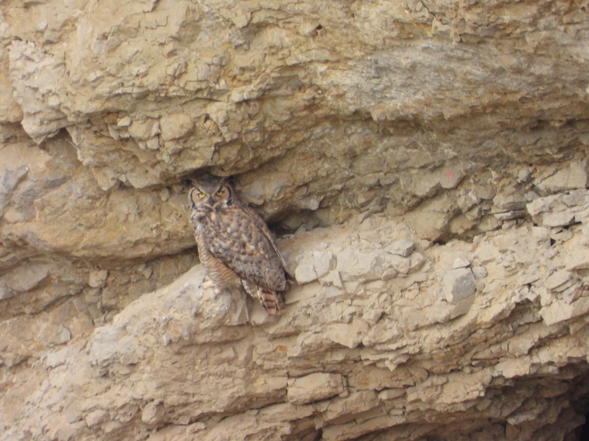 Great Horned Owl - ML618686260