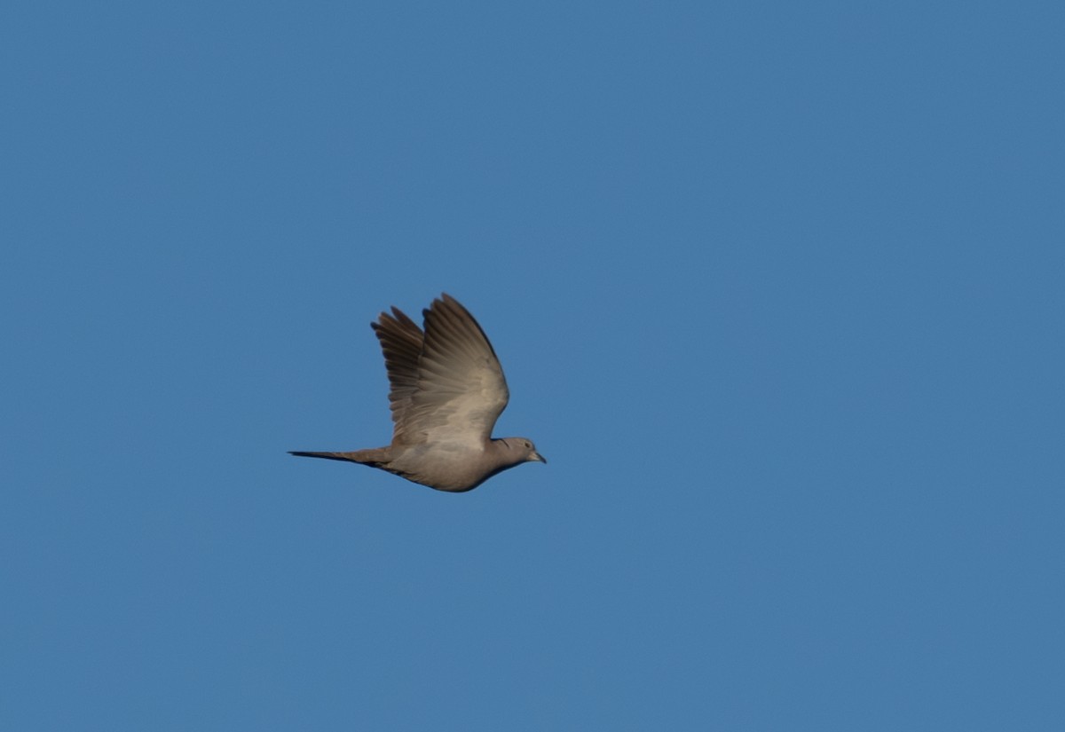 Eurasian Collared-Dove - ML618686290