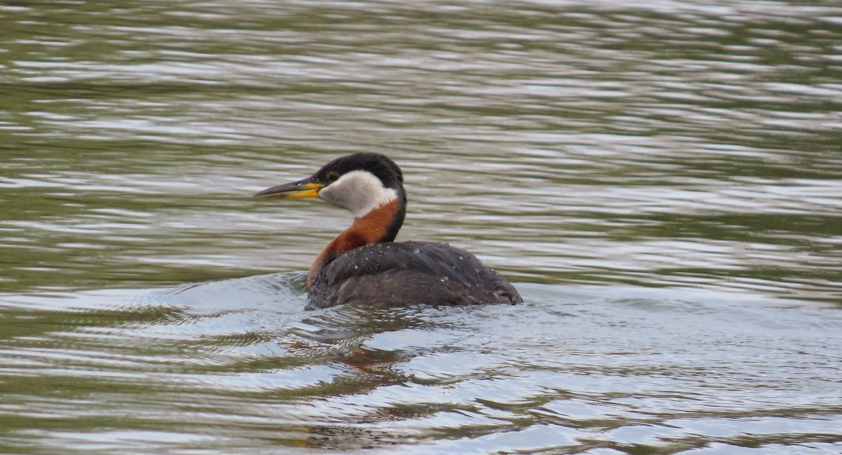 Red-necked Grebe - ML618686292