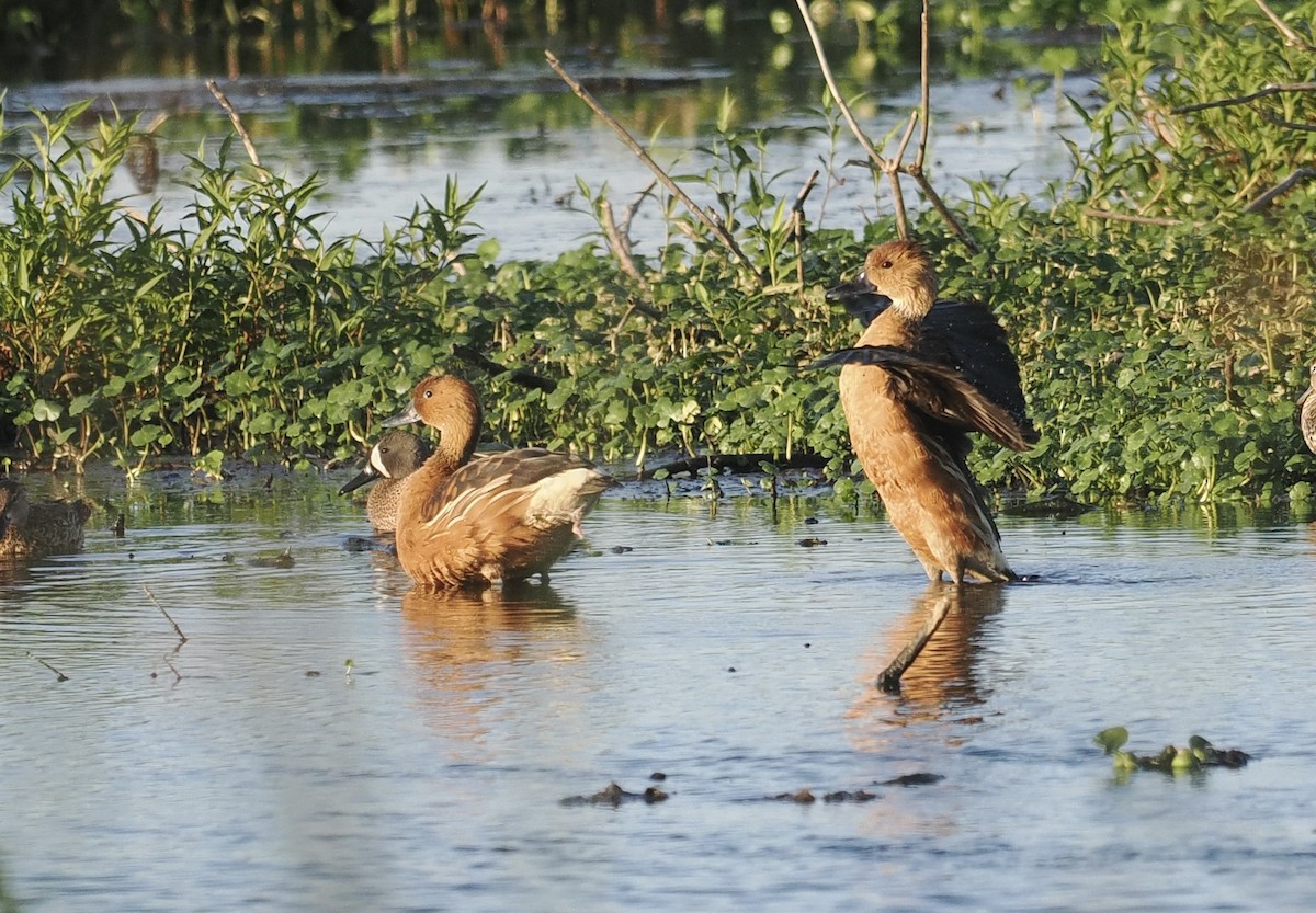 Fulvous Whistling-Duck - Bob Foehring
