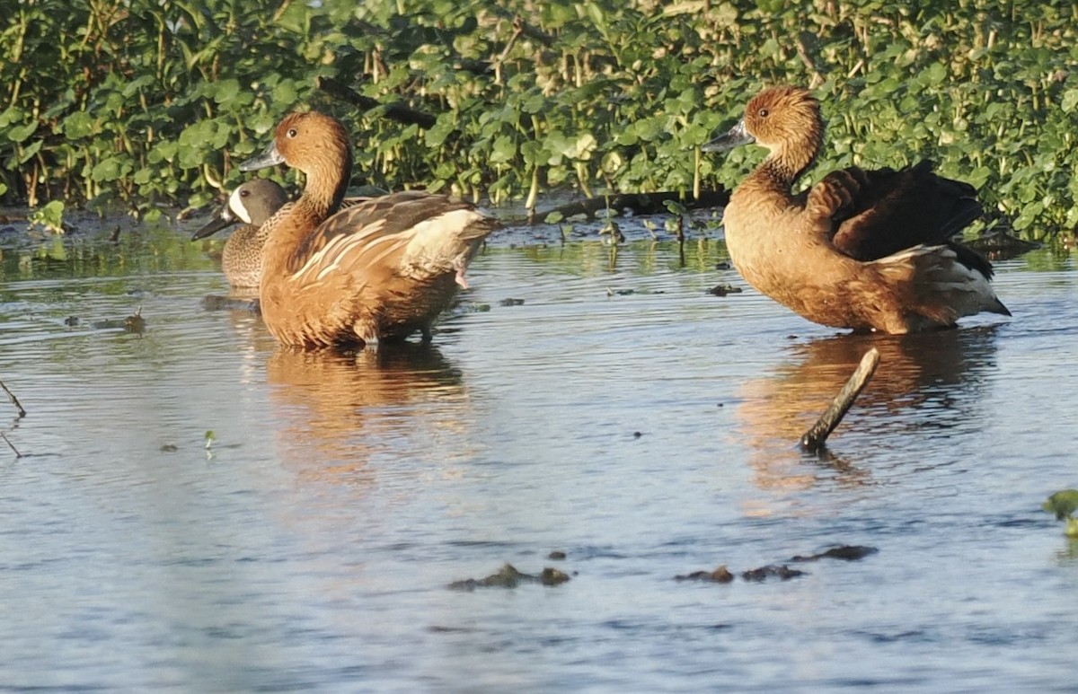 Fulvous Whistling-Duck - ML618686311
