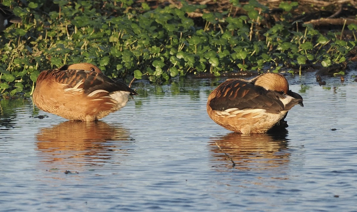 Fulvous Whistling-Duck - ML618686314