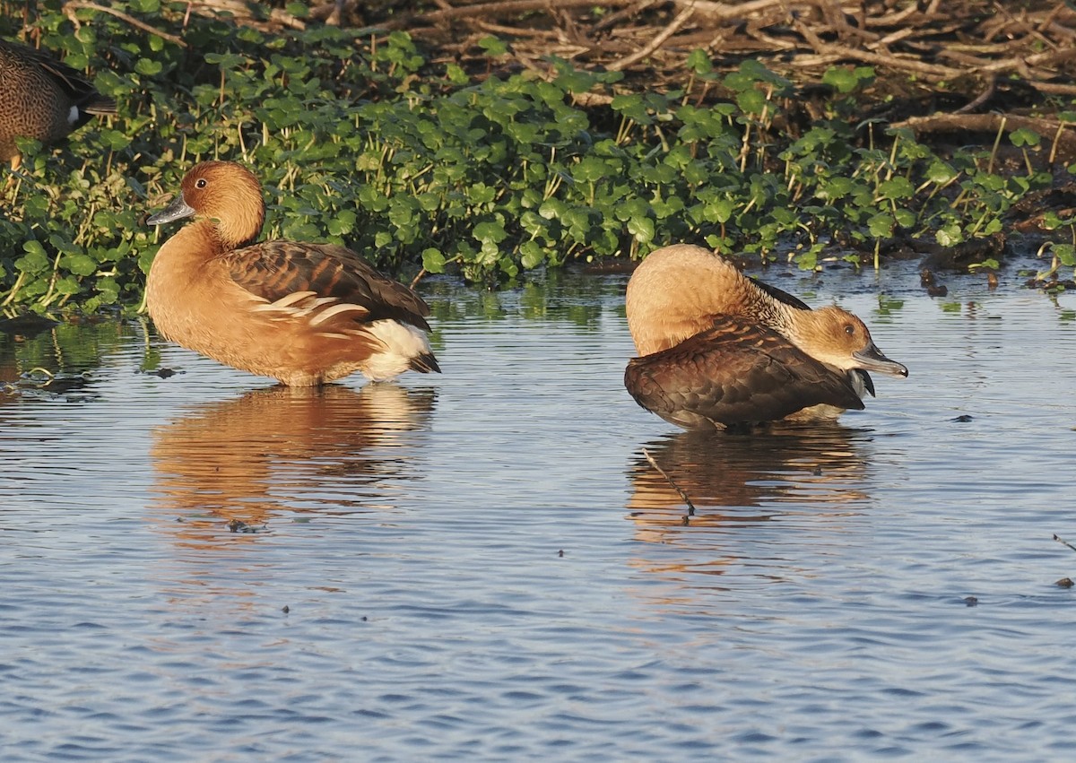 Fulvous Whistling-Duck - ML618686319