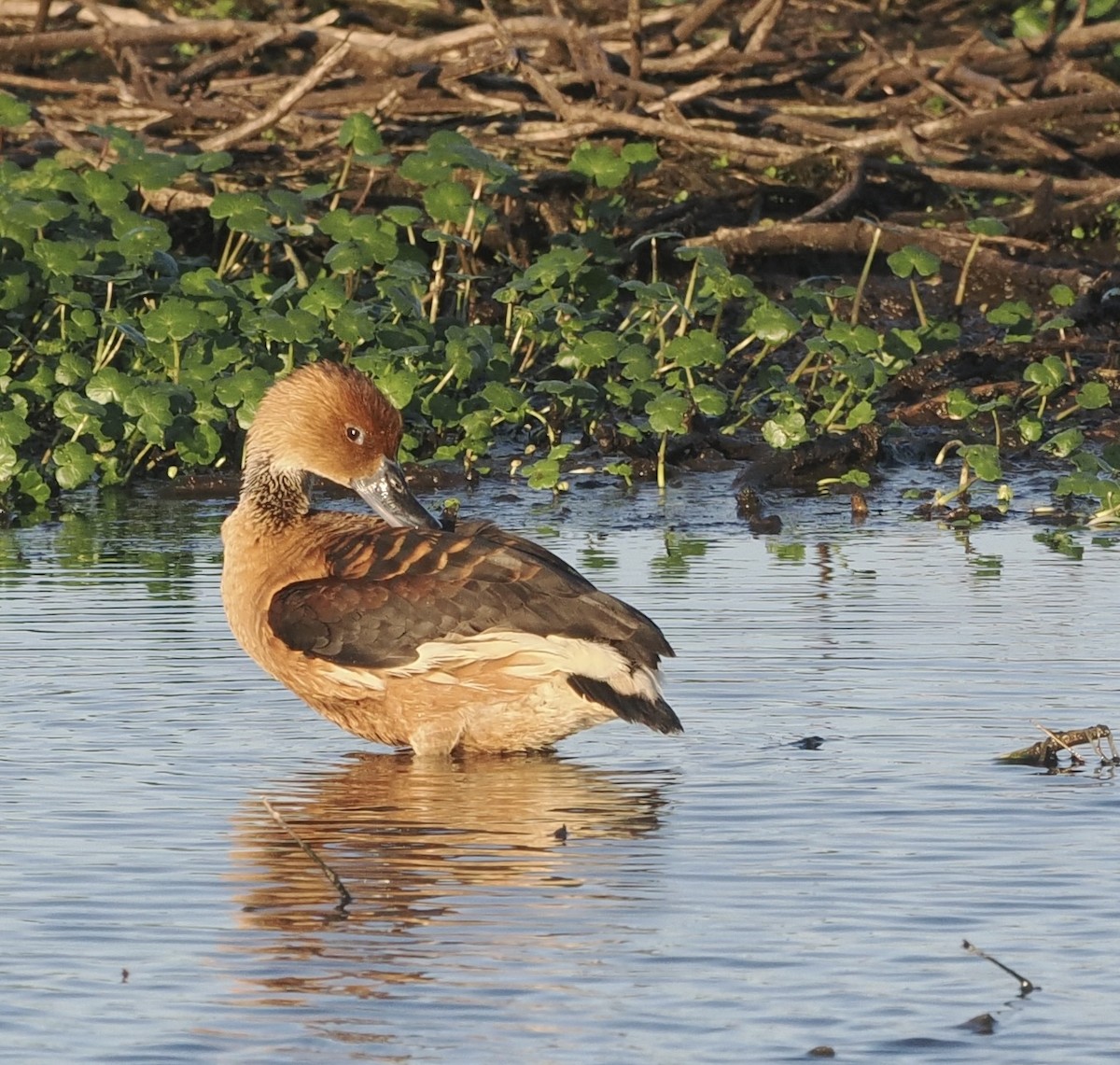 Fulvous Whistling-Duck - ML618686322