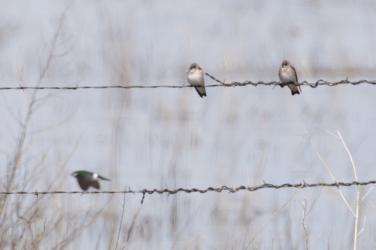 Northern Rough-winged Swallow - ML618686325
