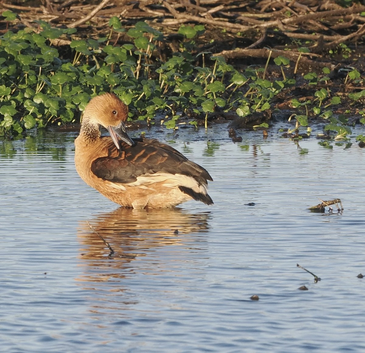 Fulvous Whistling-Duck - ML618686326