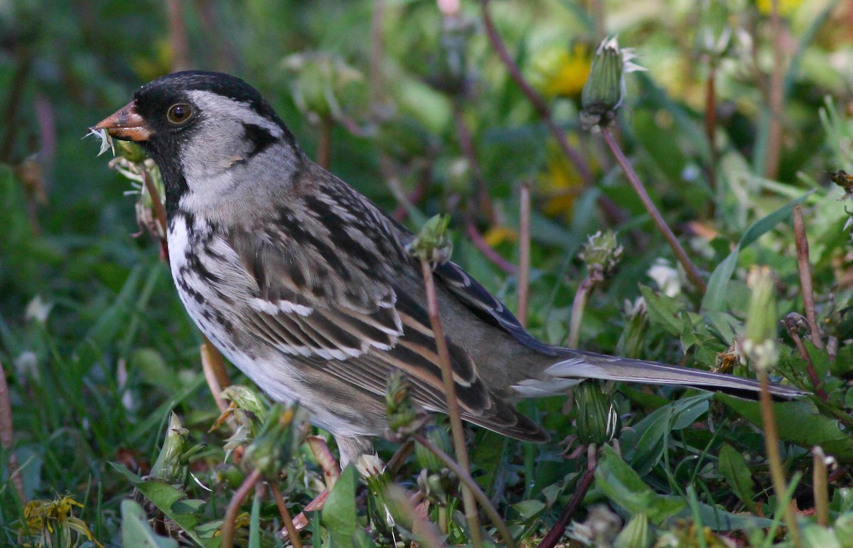 Harris's Sparrow - ML618686332