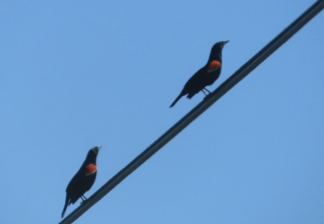 Red-winged Blackbird - ML618686337