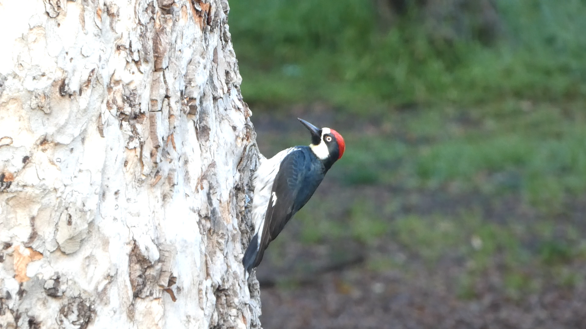 Acorn Woodpecker - ML618686347