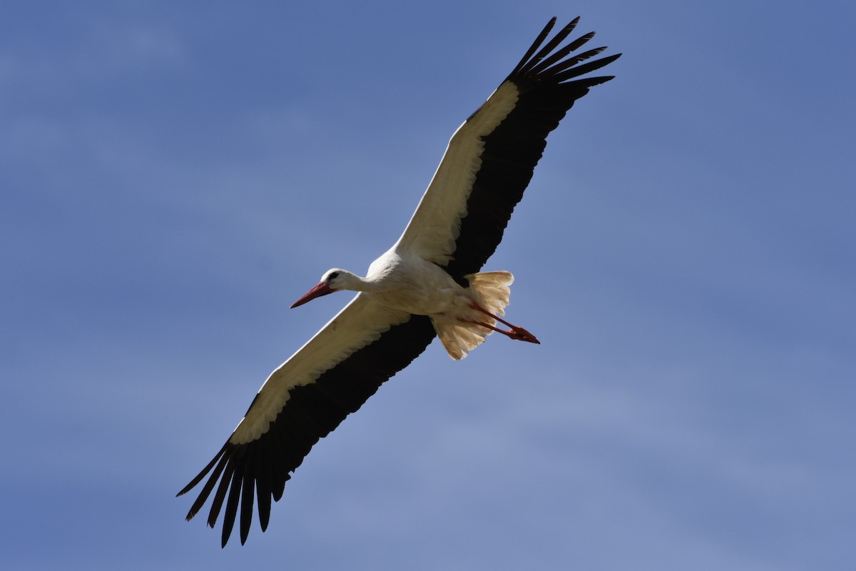 White Stork - Ian Doherty