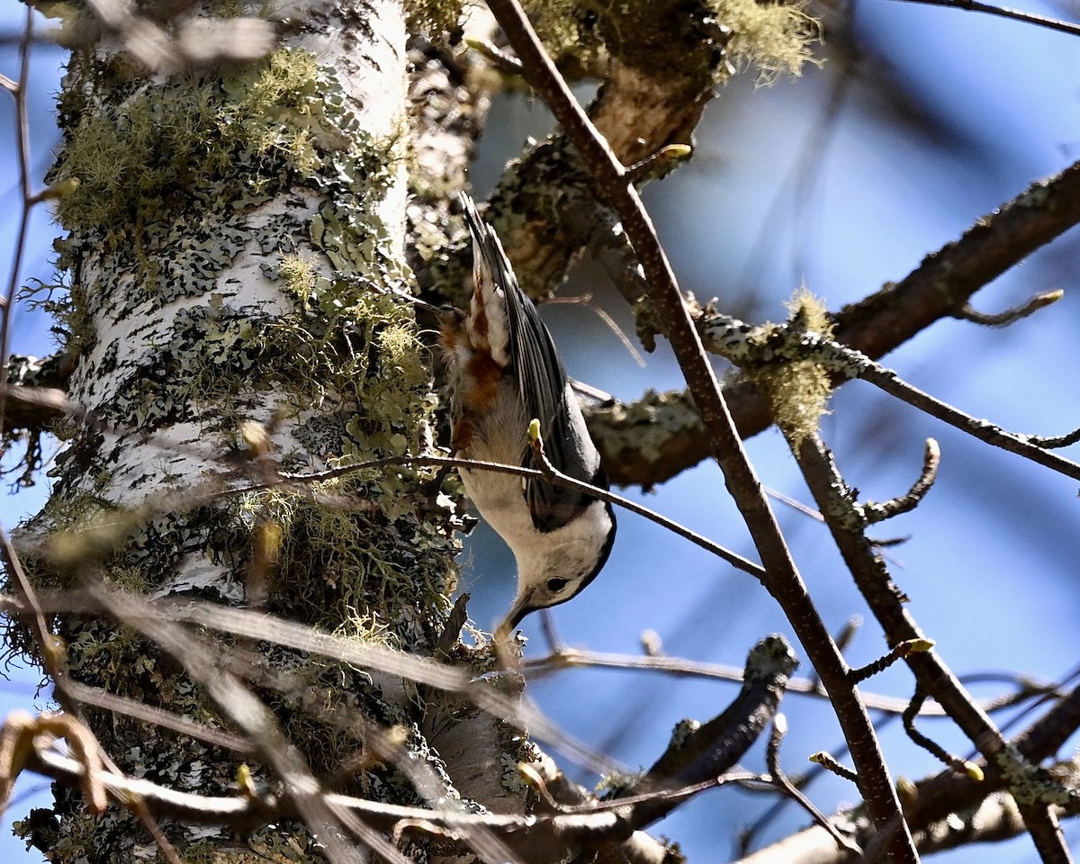 White-breasted Nuthatch - ML618686431