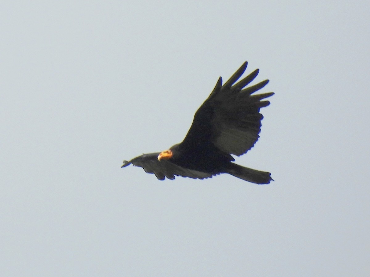 Greater Yellow-headed Vulture - Jhon Carlos Andres Rivera Higuera