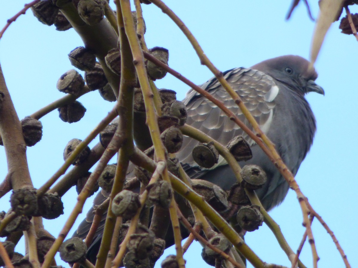 Spot-winged Pigeon - ML618686453