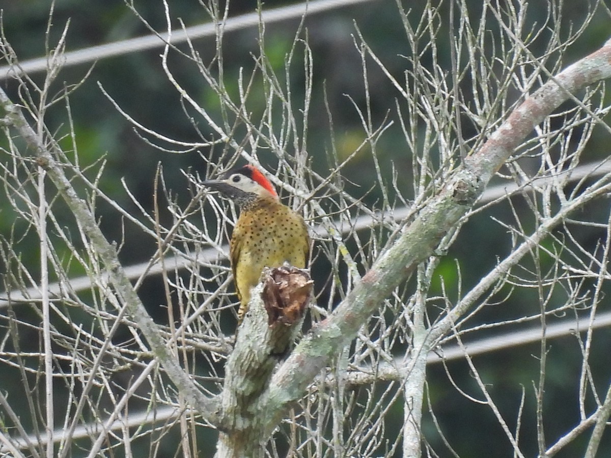 Spot-breasted Woodpecker - ML618686457
