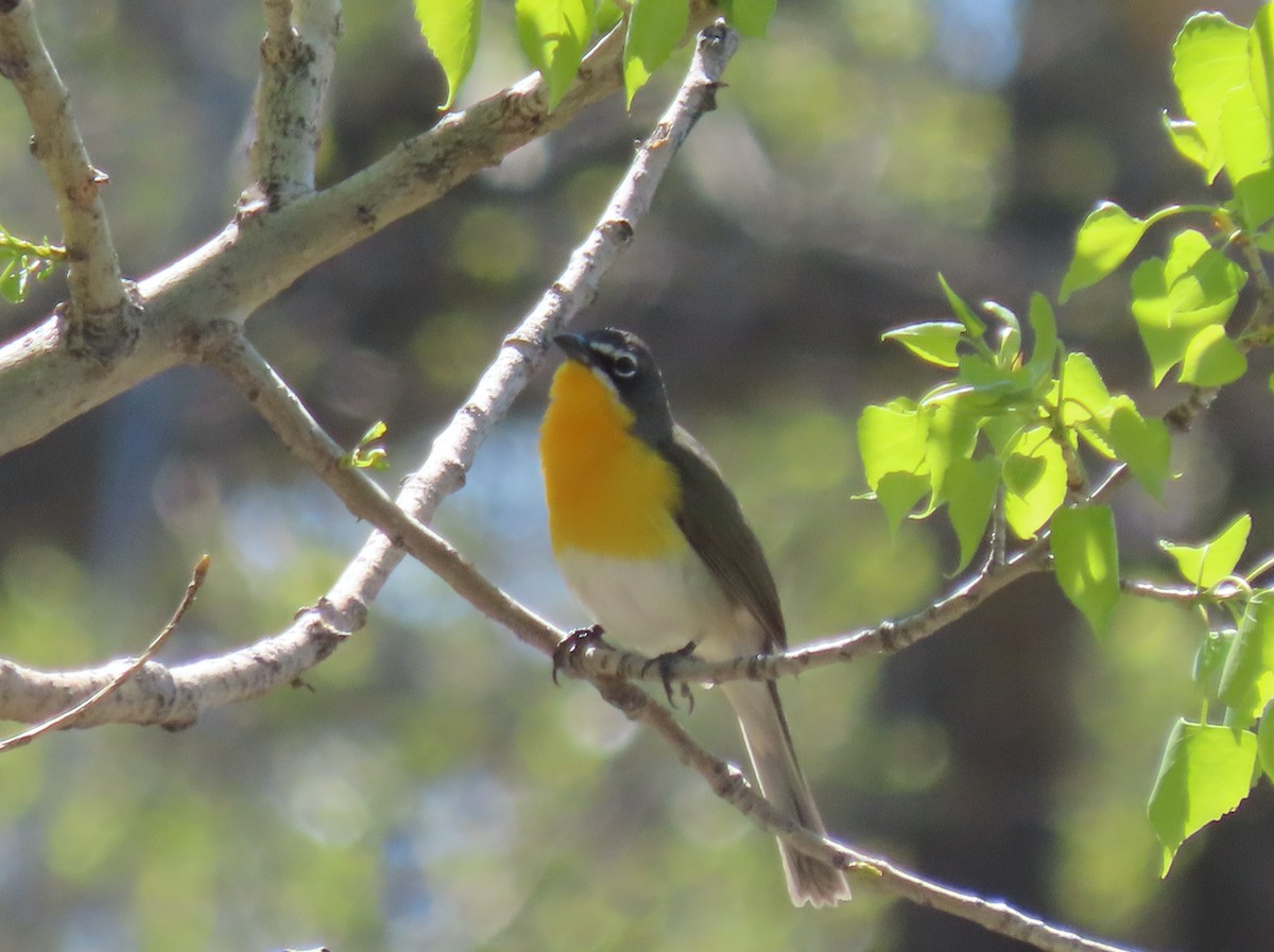 Yellow-breasted Chat - ML618686544