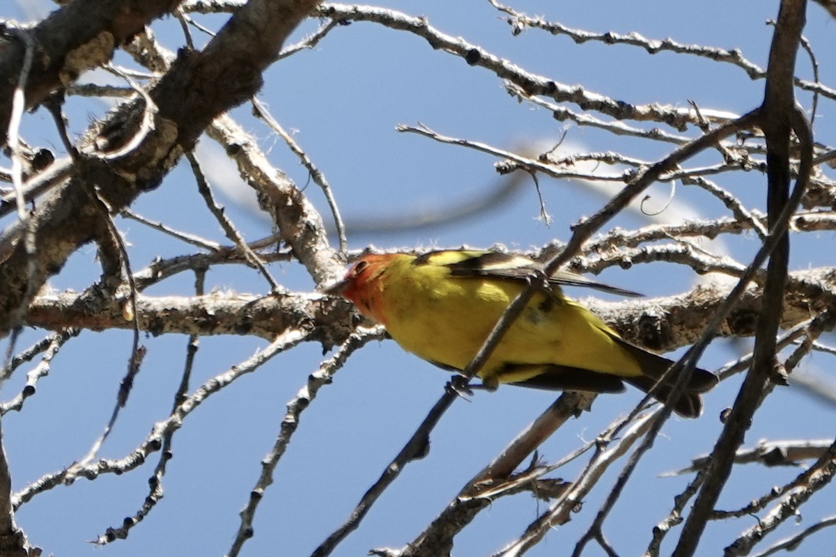Western Tanager - ML618686546