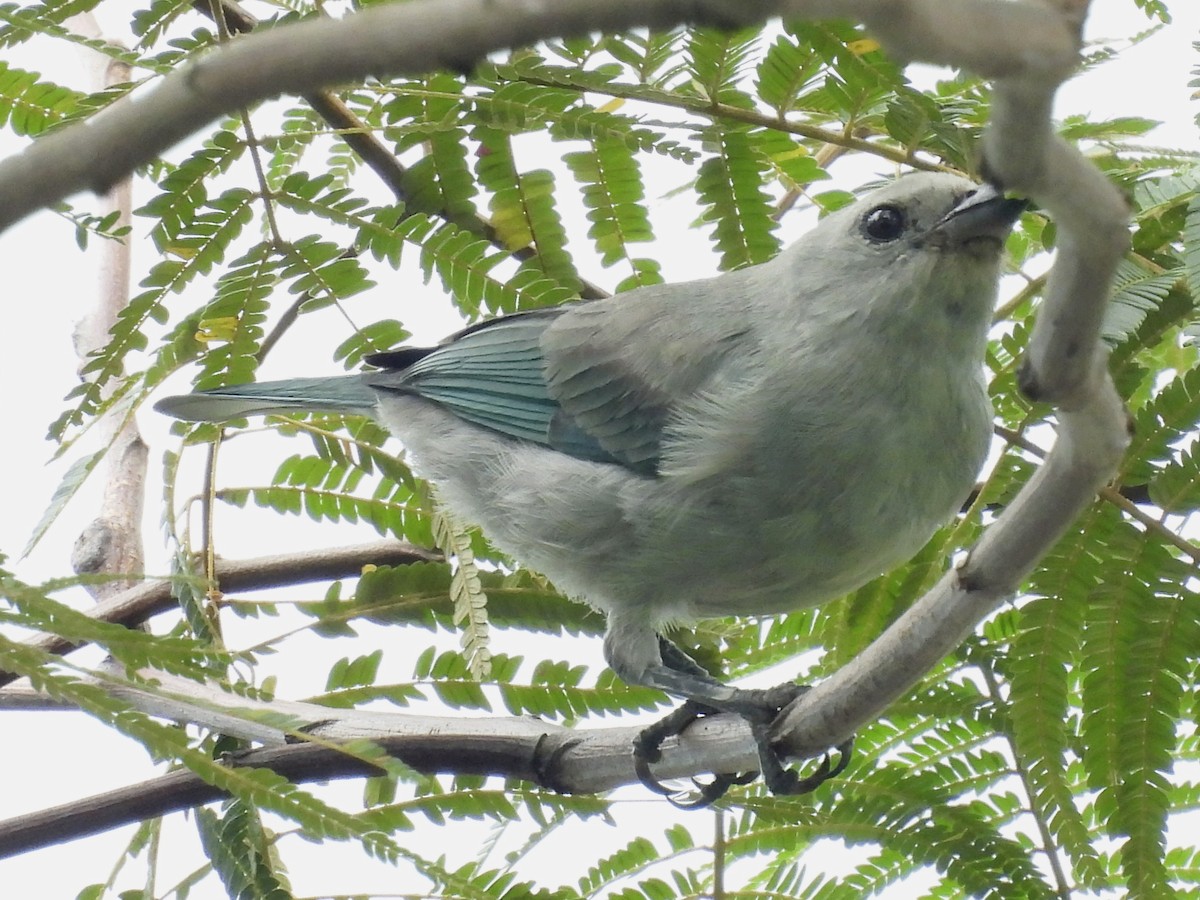 Blue-gray Tanager - ML618686550