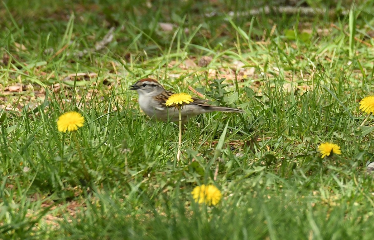 Chipping Sparrow - ML618686572