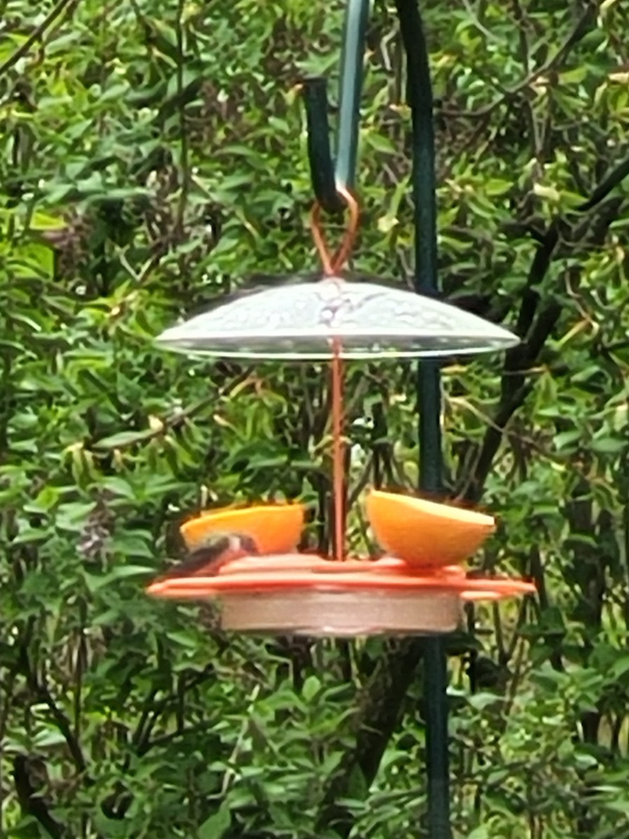 Ruby-throated Hummingbird - ML618686580