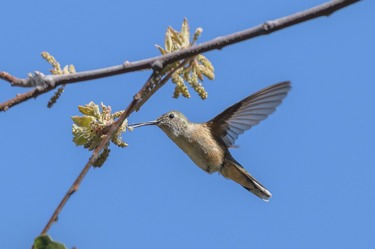Broad-tailed Hummingbird - ML618686604