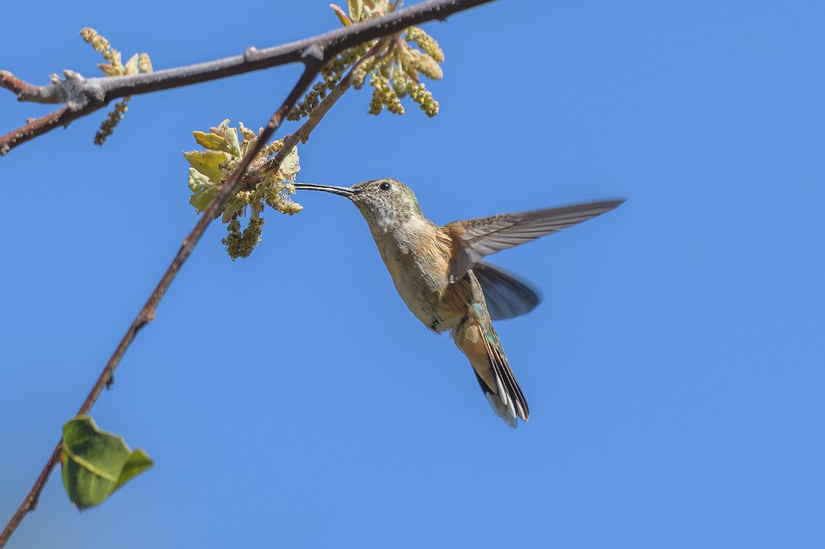 Broad-tailed Hummingbird - ML618686605