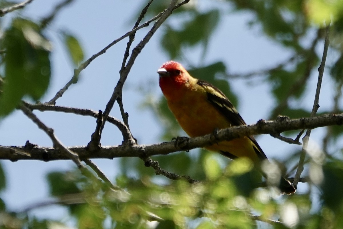 Western Tanager - ML618686641