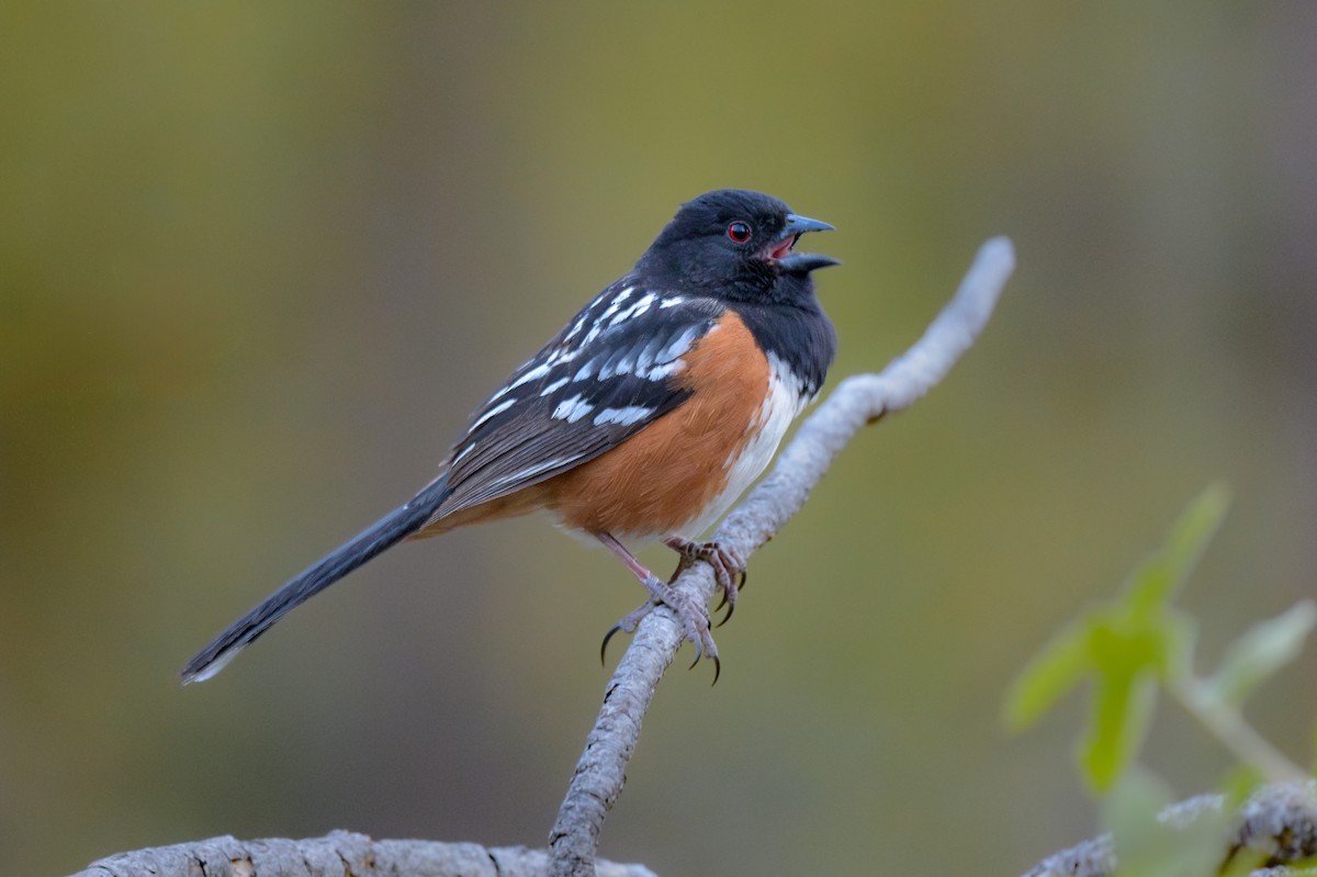 Spotted Towhee - ML618686668