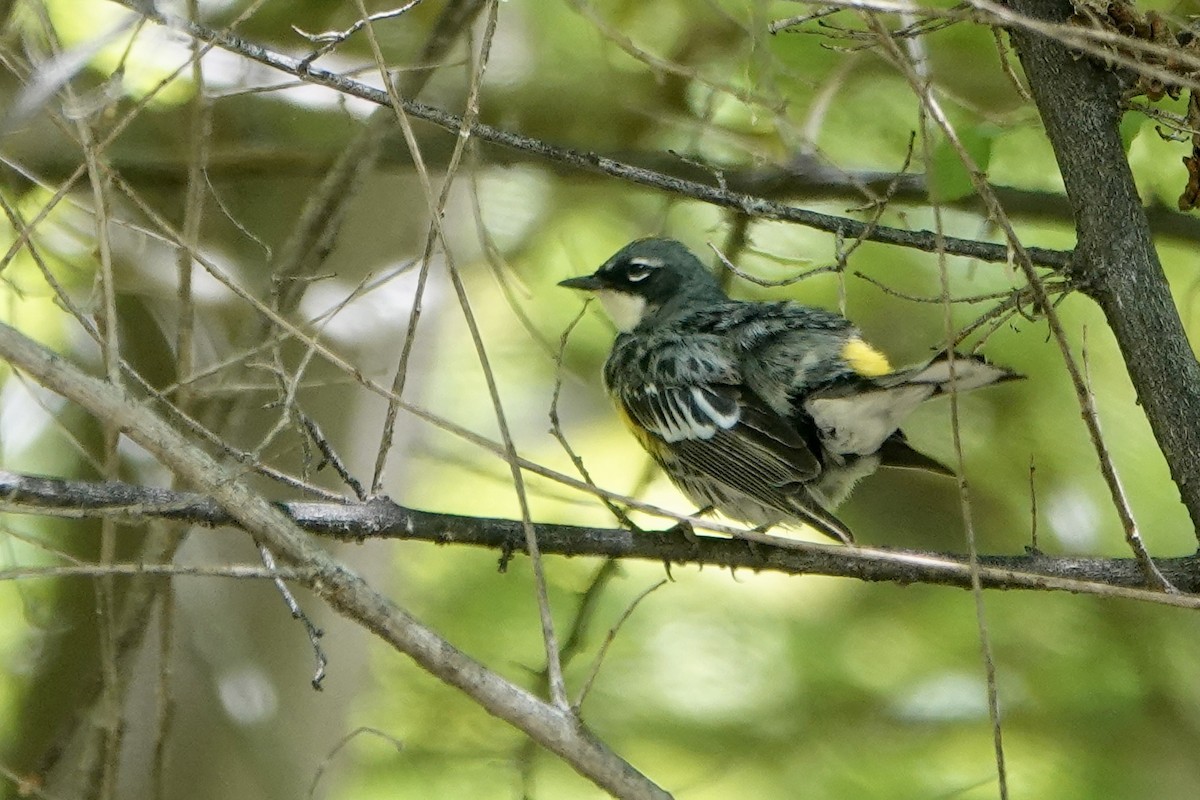 Yellow-rumped Warbler (Myrtle) - Sara Griffith