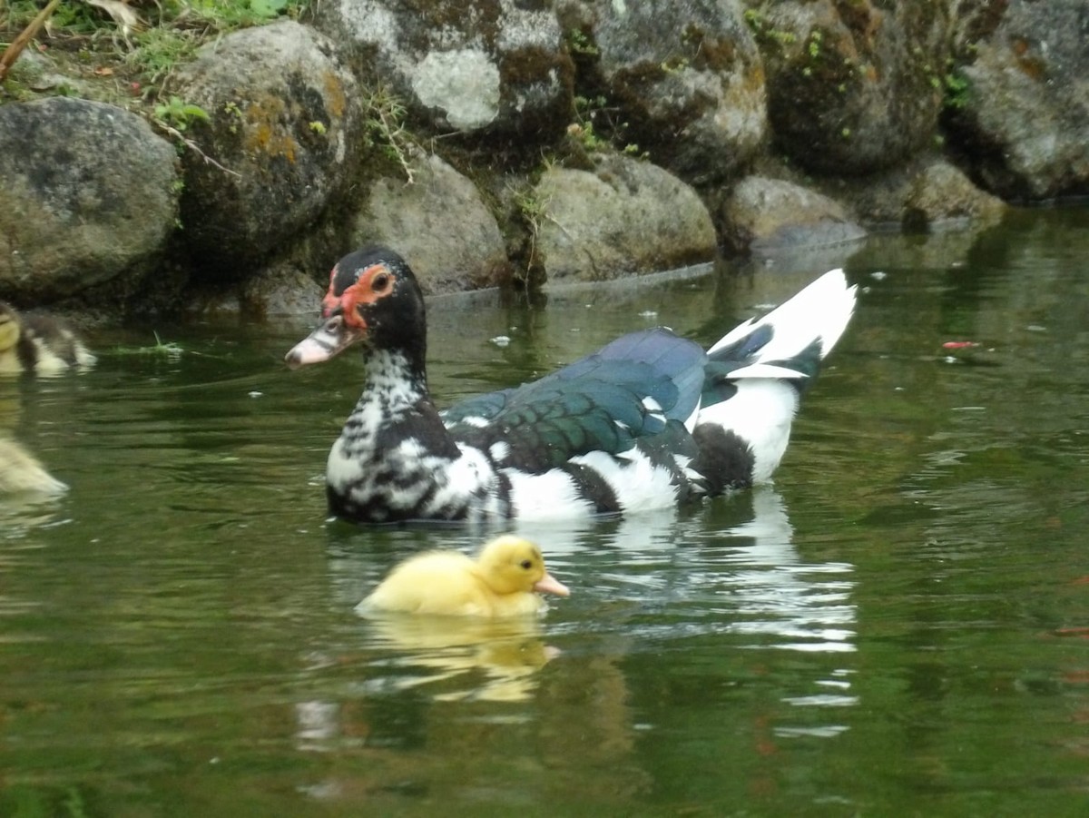 Muscovy Duck (Domestic type) - ML618686685