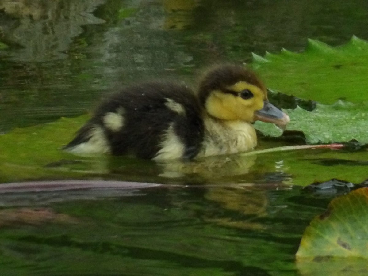 Muscovy Duck (Domestic type) - ML618686686
