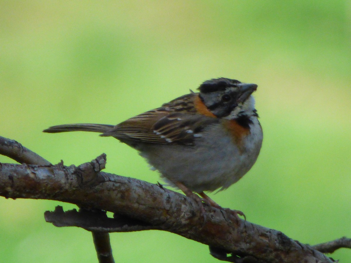 Rufous-collared Sparrow - ML618686695