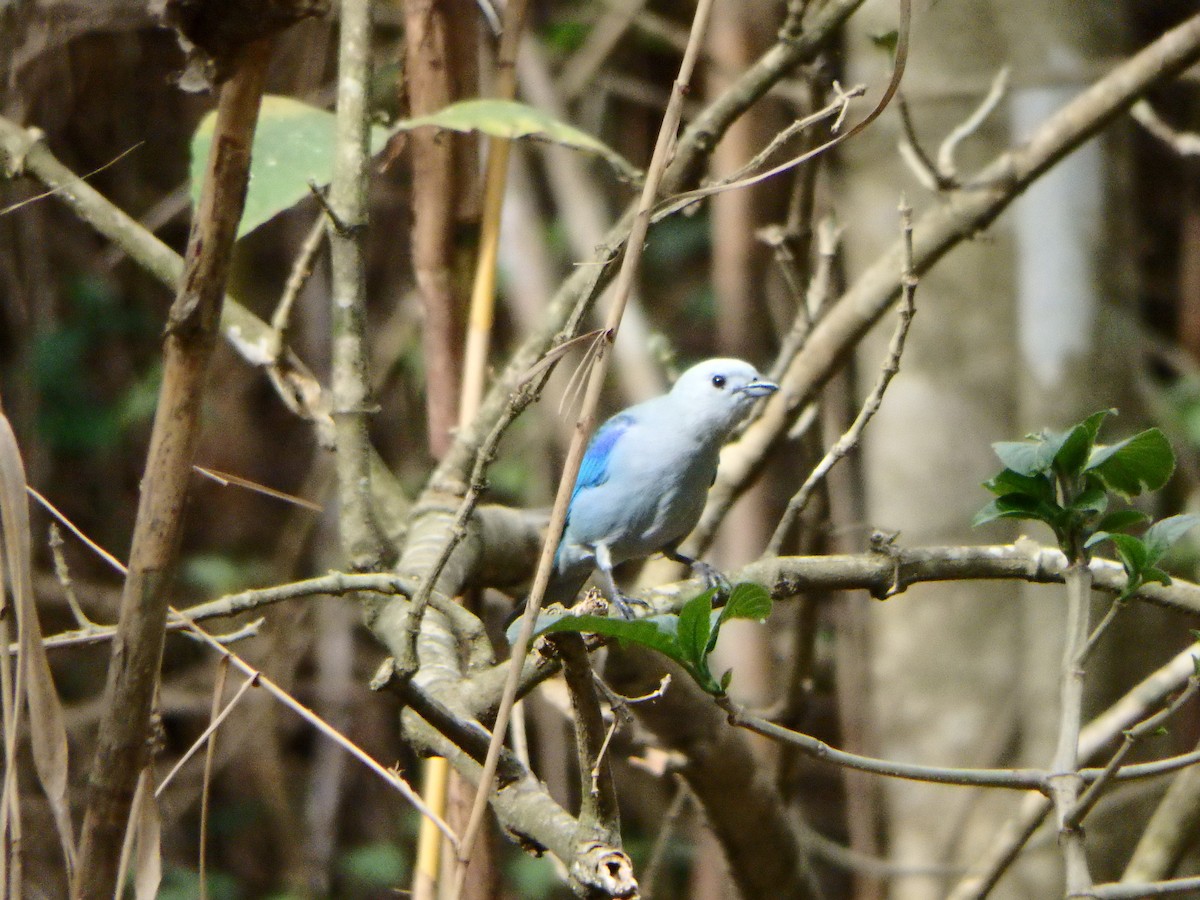 Blue-gray Tanager - ML618686726