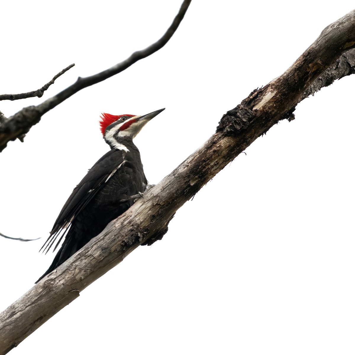 Pileated Woodpecker - Christine Pelletier et (Claude St-Pierre , photos)