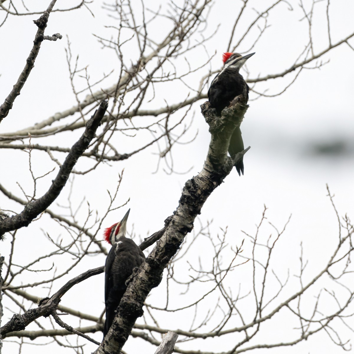 Pileated Woodpecker - ML618686753