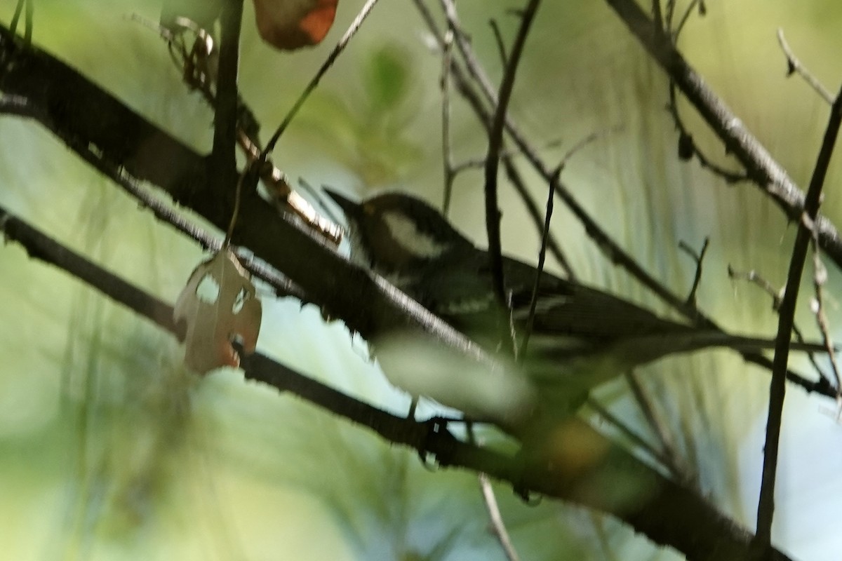Black-throated Gray Warbler - ML618686763