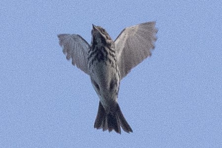 Savannah Sparrow - David Brown