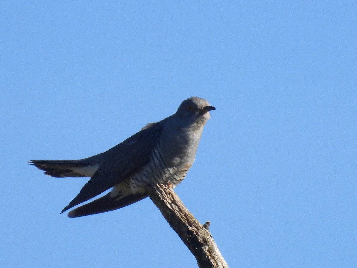 Common Cuckoo - ML618686802