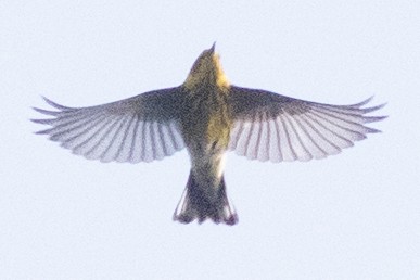 Cape May Warbler - ML618686820