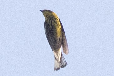 Cape May Warbler - ML618686821