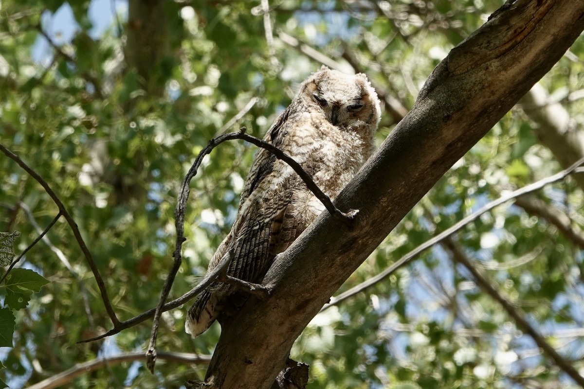 Great Horned Owl - ML618686876