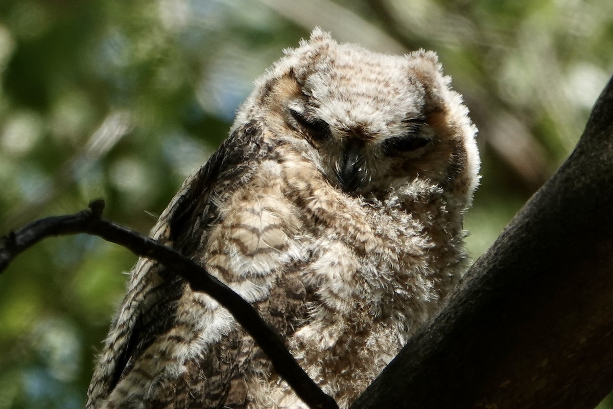 Great Horned Owl - ML618686885
