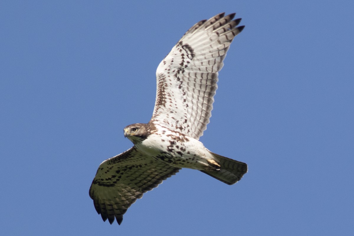 Red-tailed Hawk - ML618686886