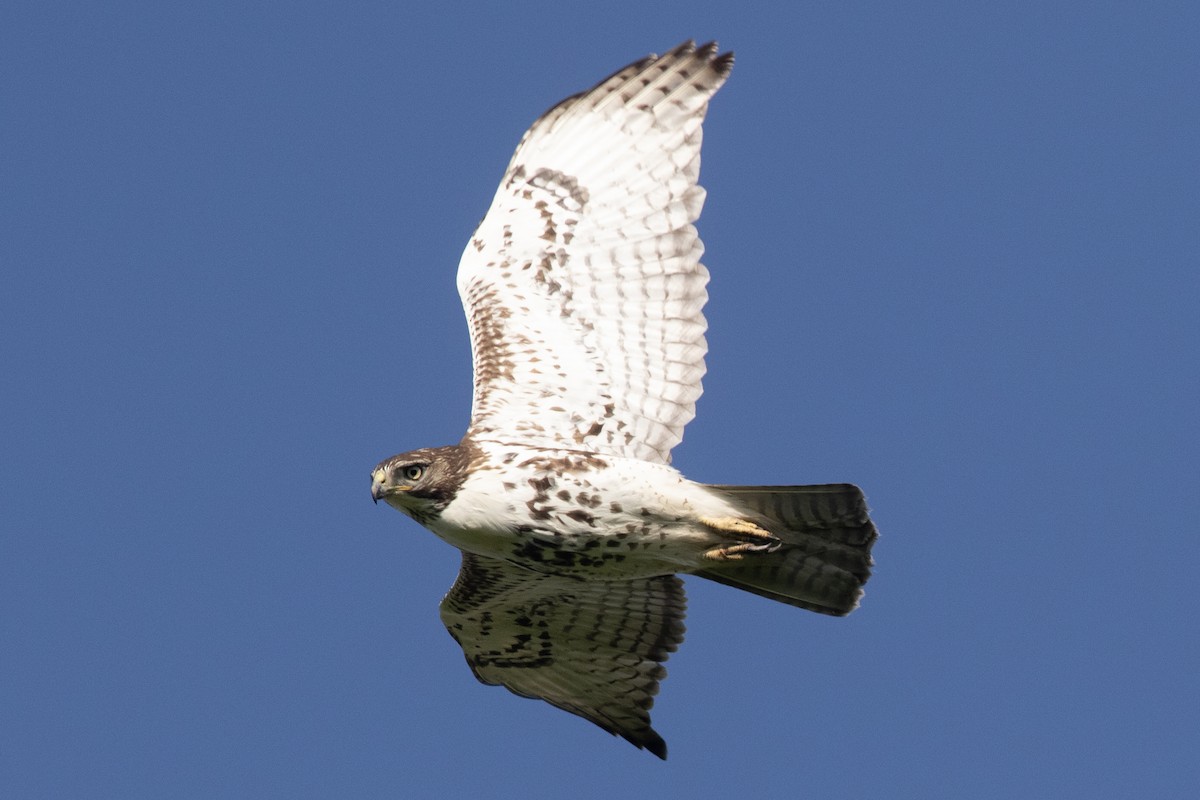 Red-tailed Hawk - ML618686887
