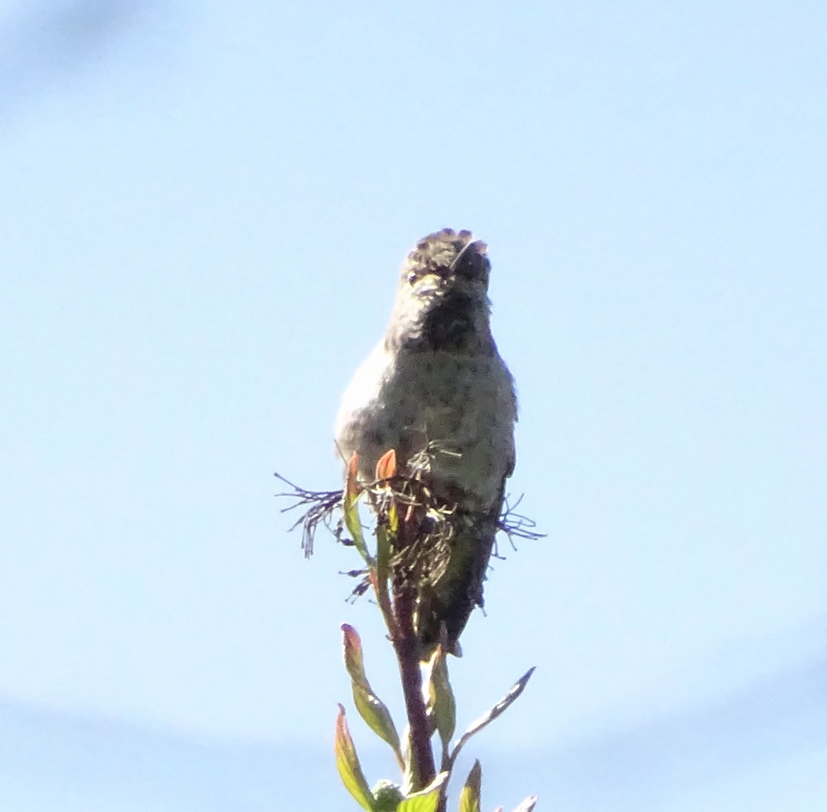 Anna's Hummingbird - ML618686889