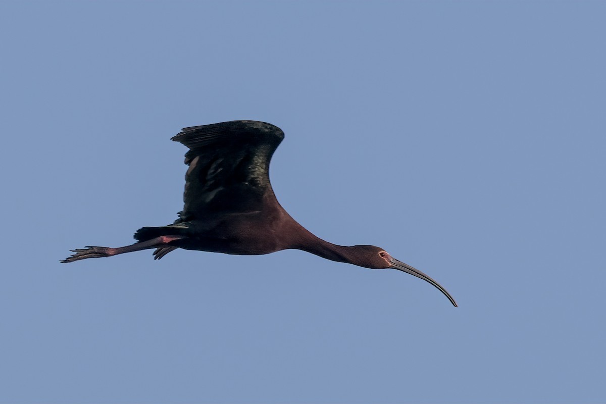 ibis americký - ML618686906