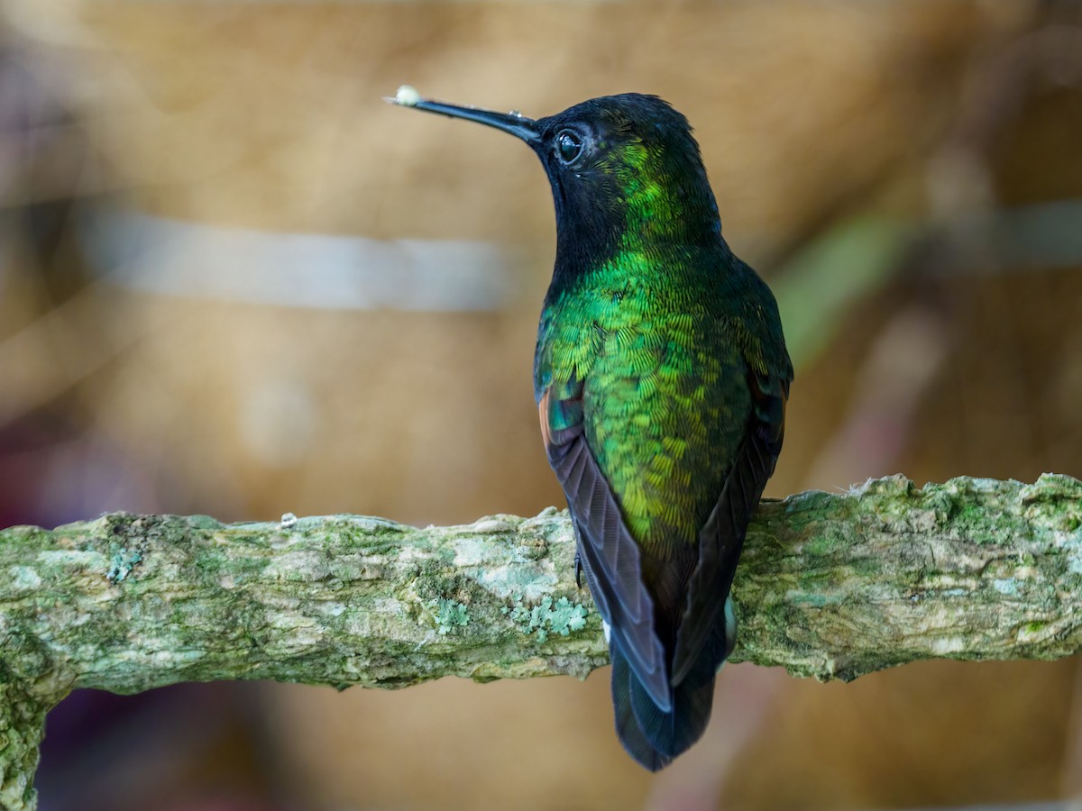Black-bellied Hummingbird - ML618686915