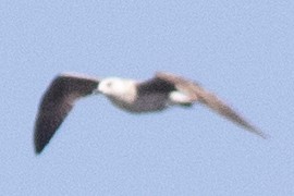 Lesser Black-backed Gull - ML618686939